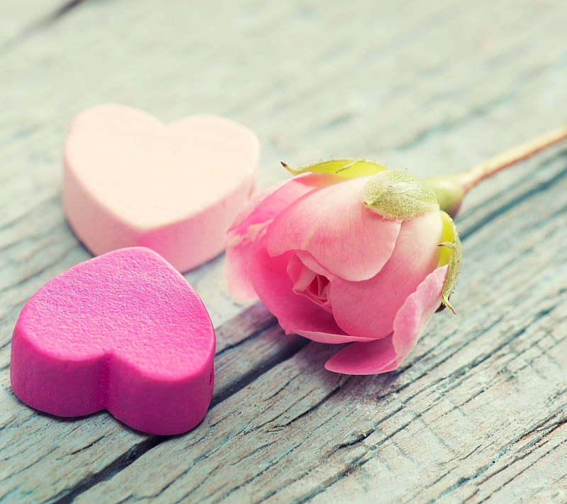 LOVE, flower, heart, pink, rose, HD wallpaper