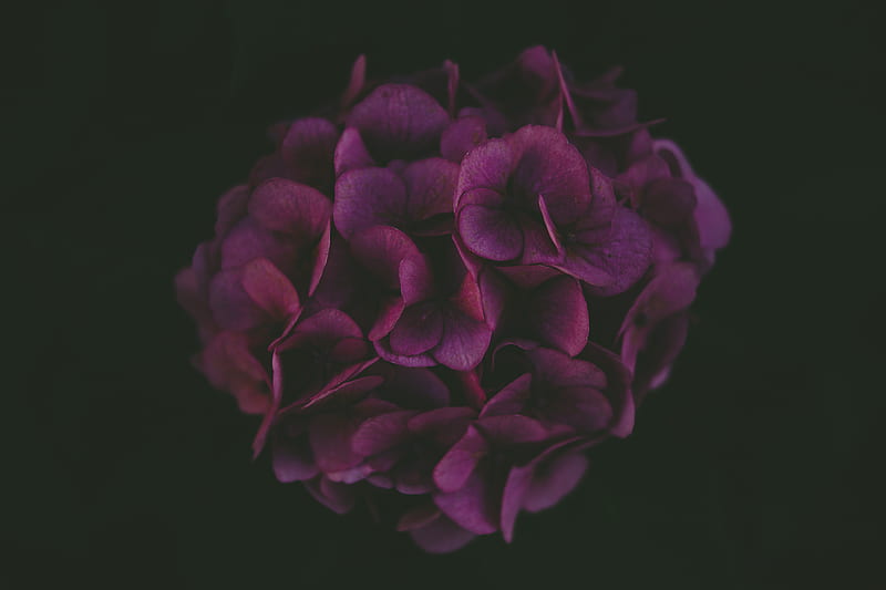 Hortensia morada, Fondo de pantalla HD | Peakpx