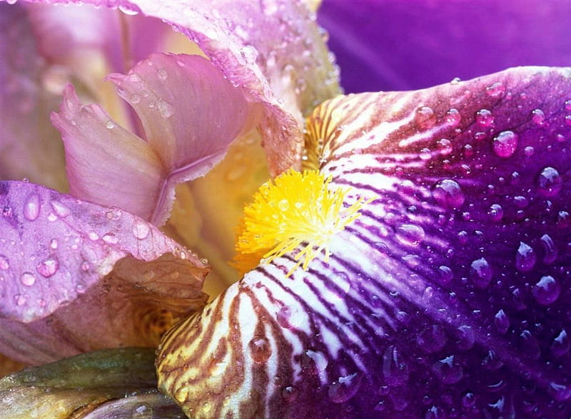 Iris, drop, yellow, soft, water, purple, flower, nature, rain, pink, HD wallpaper