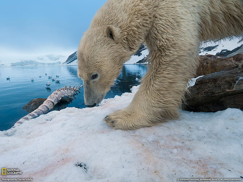 Polar Bear With Whale Bone-National Geographic magazine, HD wallpaper