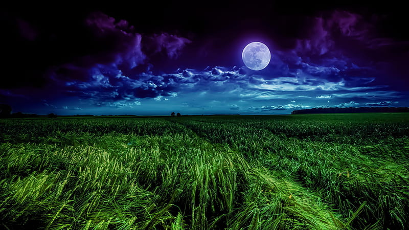 summer night, moon, grass, night, field, HD wallpaper