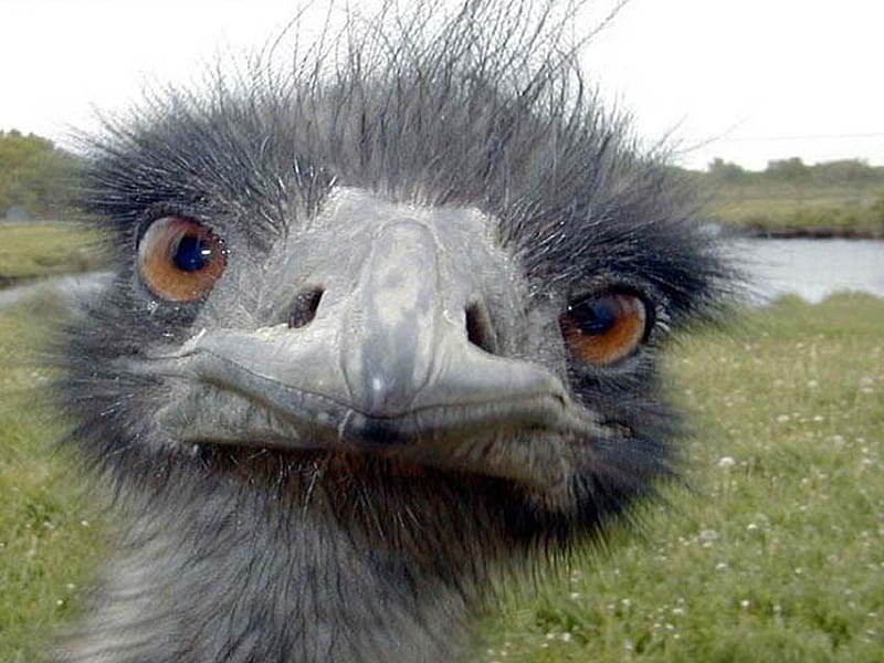 what are you looking at?, Ostrich, close up, grass, orange eyes, gris, HD wallpaper