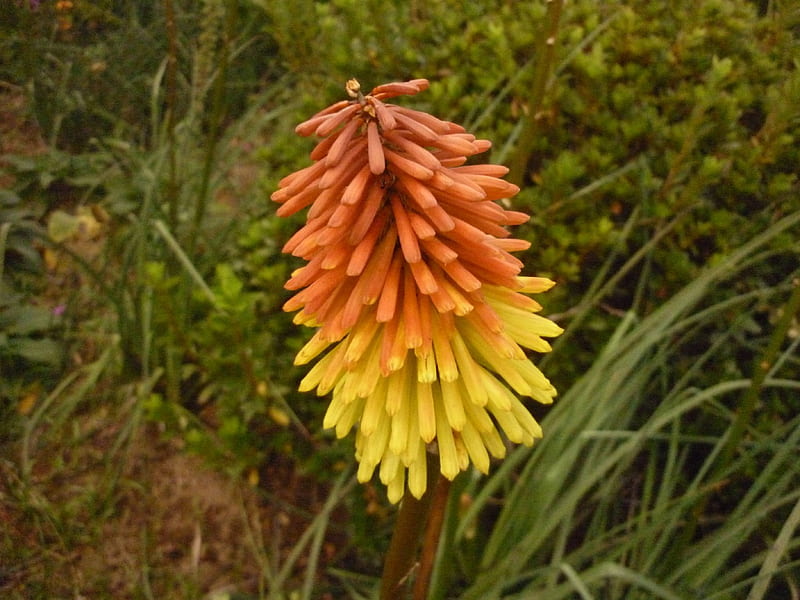 Kniphofia X uvaria, flower, San Miguel, Azores, island, HD wallpaper