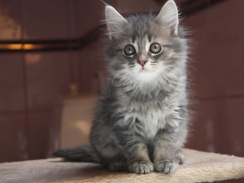 Cute grey kitten, cute, gris, kitten, cats, animals, HD wallpaper | Peakpx