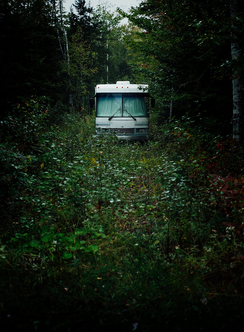bus, white, forest, nature, HD phone wallpaper