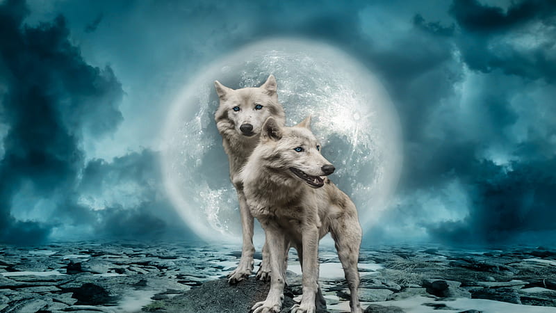 Moonlight, art, twilight, moon, wolves, digital, HD wallpaper | Peakpx