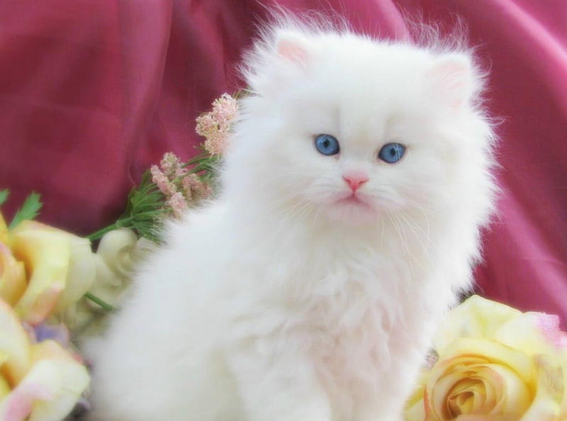 Fluffy Cat, white cat, kitty, meow, cat, kitten, HD wallpaper