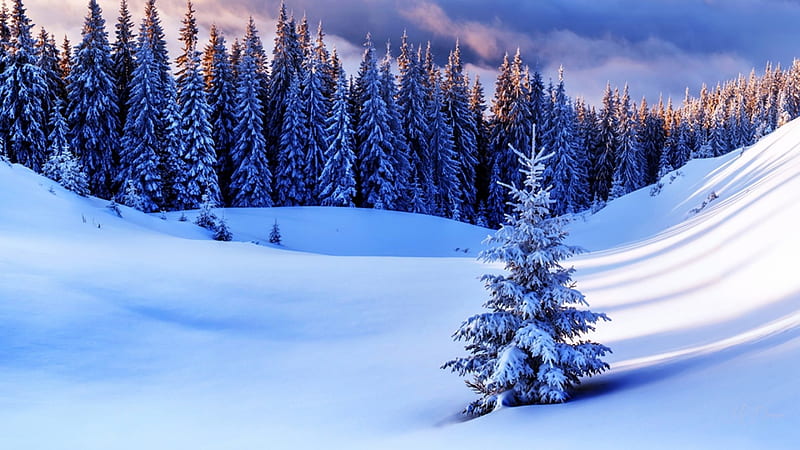 One by Itself, forest, snow, woods, trees, winter, HD wallpaper