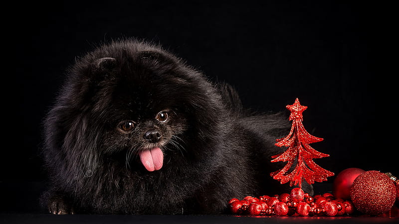 Red Christmas Tree Nearby Pomeranian In Black Background Christmas Tree, HD wallpaper