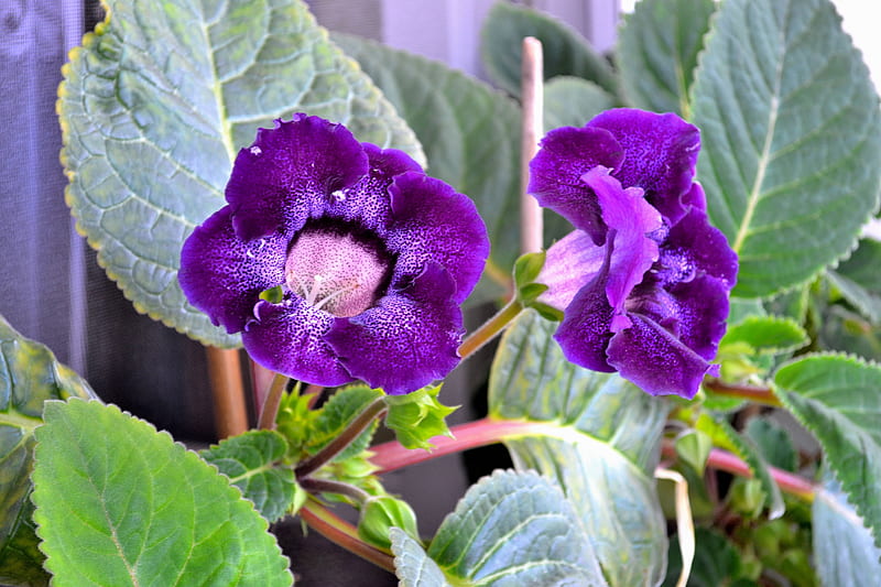 Gloxinia, albastra, caldura, vara, Fondo de pantalla HD | Peakpx