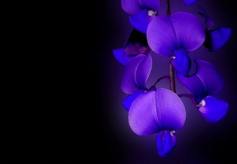 Purple & Blue Orchids :3, Beautiful orchid, blue orchid, Purple orchid, orchid, HD wallpaper