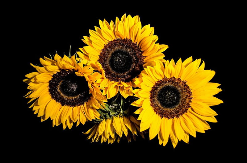 Las Mejores 120 Girasoles En Fondo Negro Ordenapp