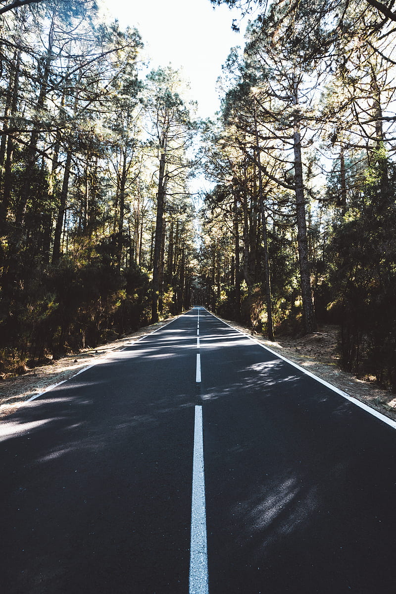 road, marking, distance, trees, forest, HD phone wallpaper