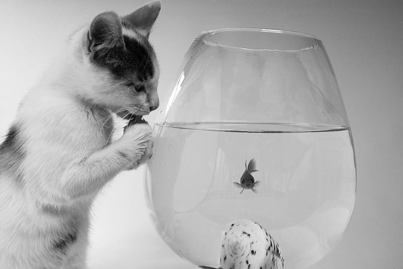 don't eat me, cute, cat, kitten, fish, HD wallpaper