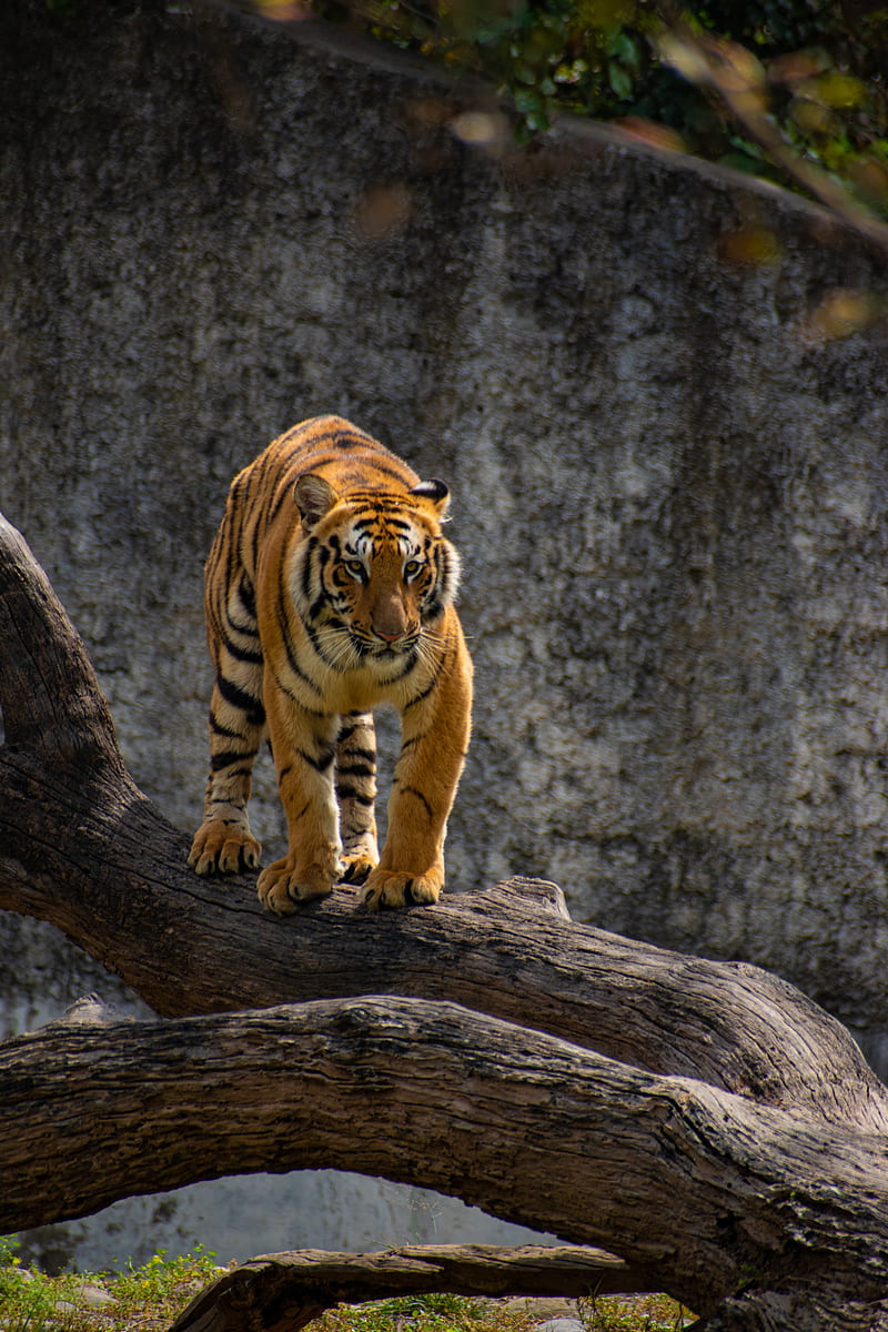 tiger, predator, glance, tree, big cat, HD phone wallpaper