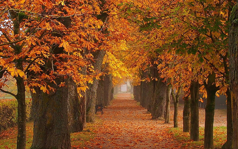 Chestnut Avenue, Latvia, avenue, alley, trees, autumn, HD wallpaper