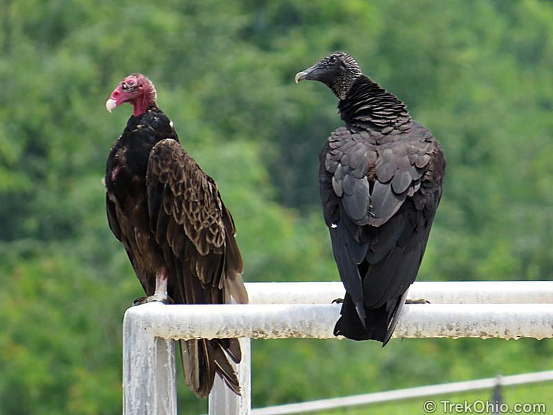 Turkey Vultures and Black Vultures. TrekOhio. North american animals, Vulture, Bird species, HD wallpaper