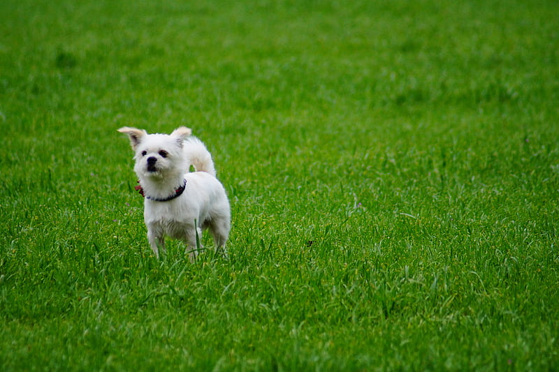 White pets