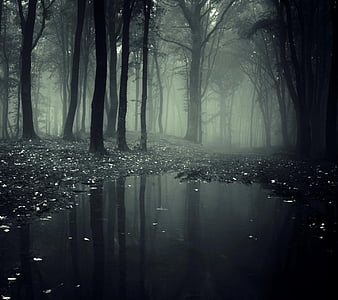 HD-wallpaper-swamp-dark-forest-lonely-na