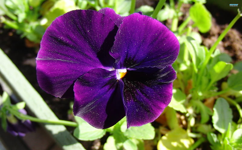~Violet Pansy~, pretty, purple, flower, nature, spring, petals, violet ...