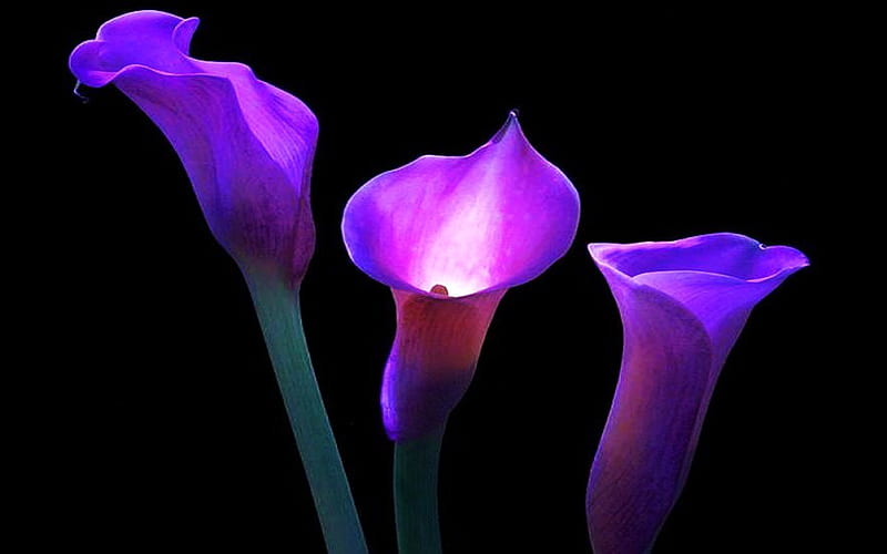 Purple Callas, for all lovers of purple :), lilies, flowers, callas, purple, HD wallpaper