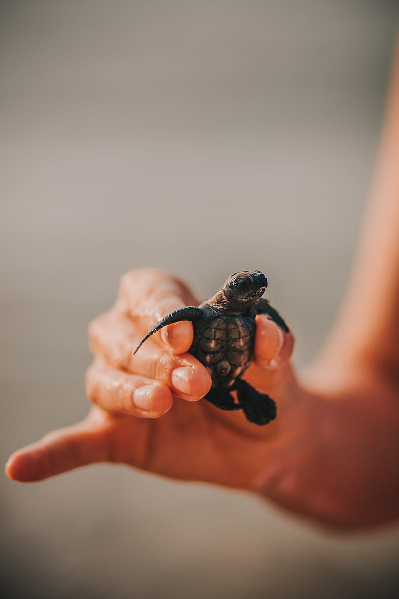 Black and Brown Turtle on Persons Hand, HD phone wallpaper