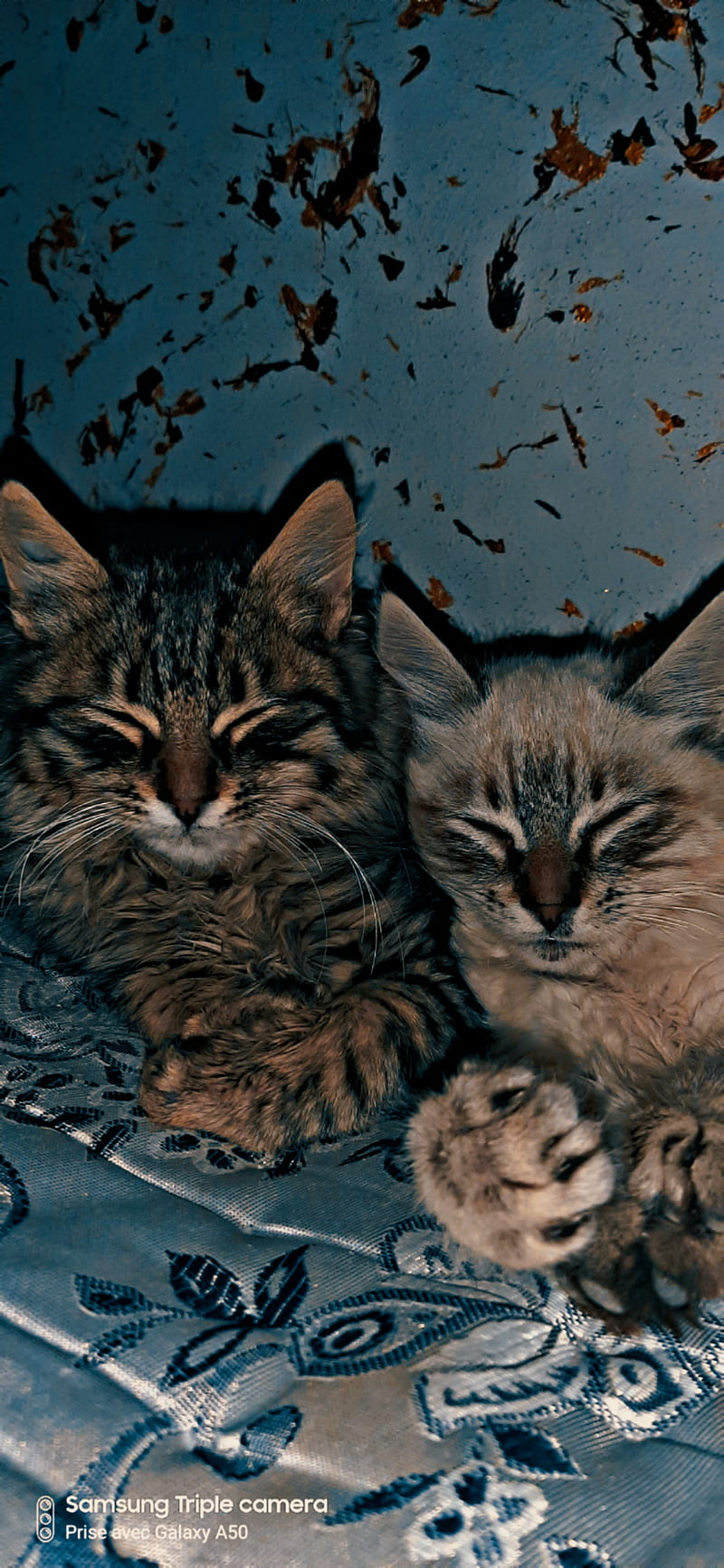 Hd Cat Twins Wallpapers Peakpx