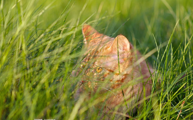 cats hiding in the bushes-Nature Landscape selected, HD wallpaper