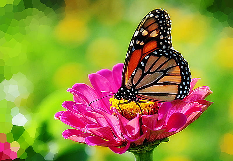 Monarch Butterfly On Zinnia, colorful, zinnia, butterfly, bright, flower, nature, spring, HD wallpaper