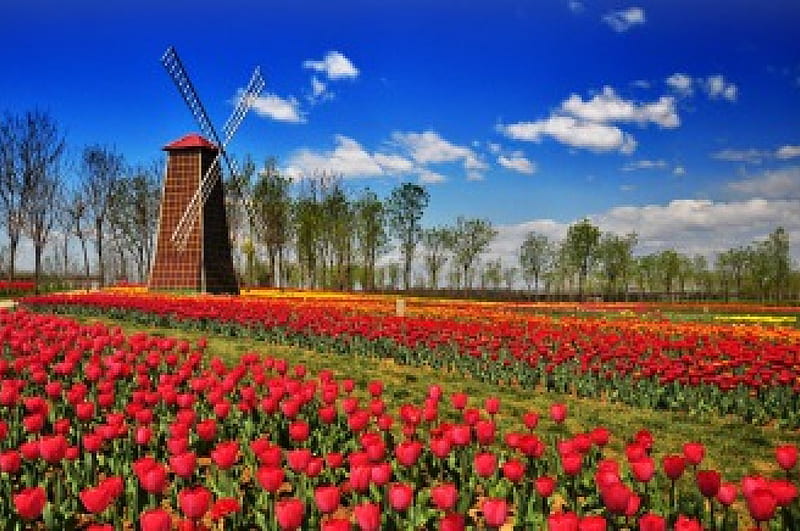 Wind mill, red, pretty, fragrant, mill, bonito, clouds, holland, nice, flowers, tulips, lovely, fresh, wind, scent, sky, freshness, summer, nature, meadow, field, HD wallpaper