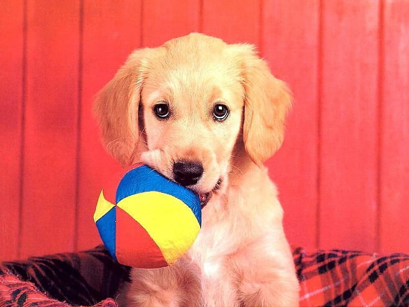 Play with me!, red, yellow, animal, sweet, cute, ball, puppy, dog, blue, HD wallpaper