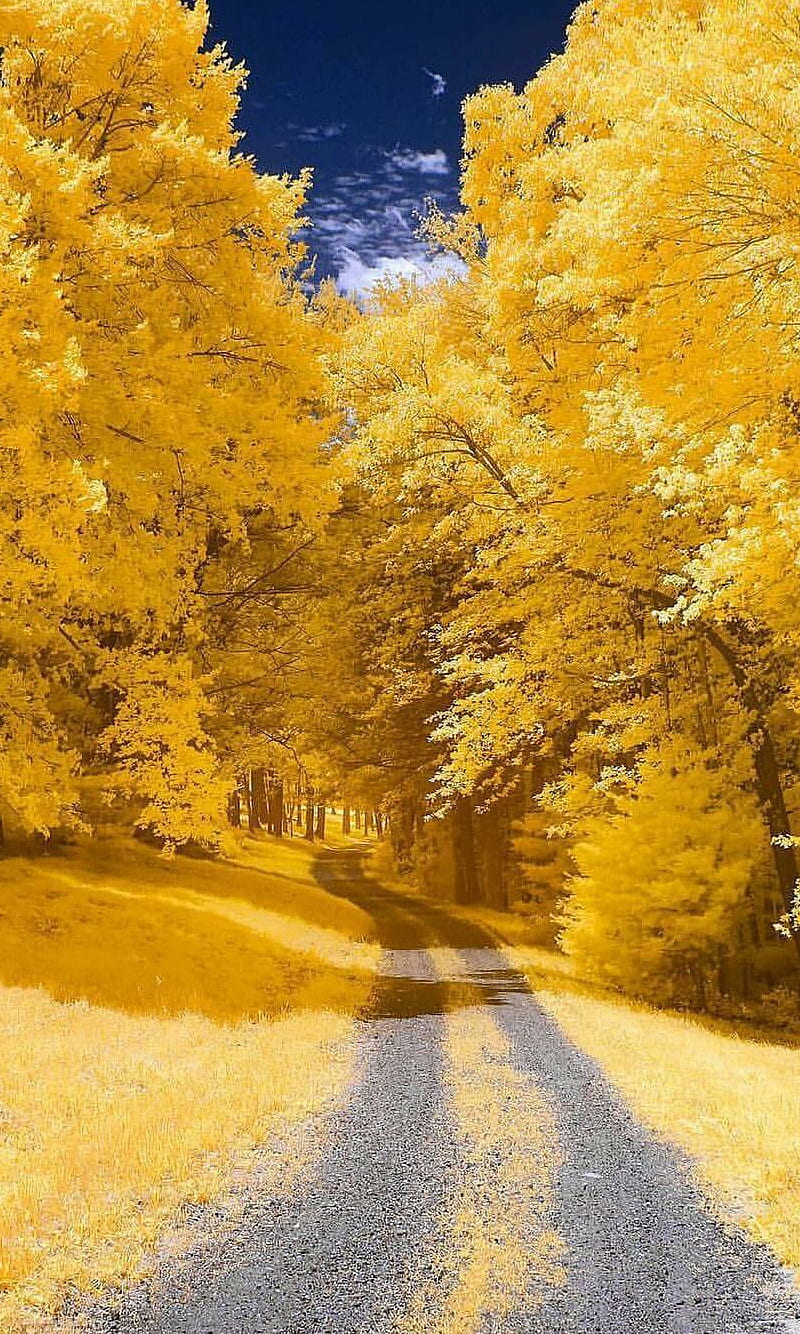 Nature, earth, tree, yellow, HD phone wallpaper