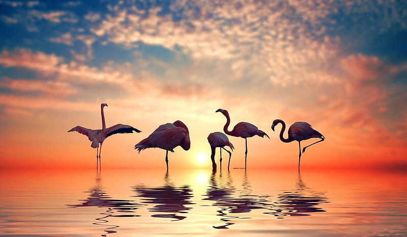 Flamingo Sunset, water, colors, Flamingos, digital, nature, sunset, sky, reflection, HD wallpaper