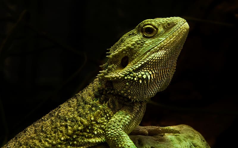 Animal, Lizard, Reptile, Reptiles, Bearded Dragon, HD wallpaper