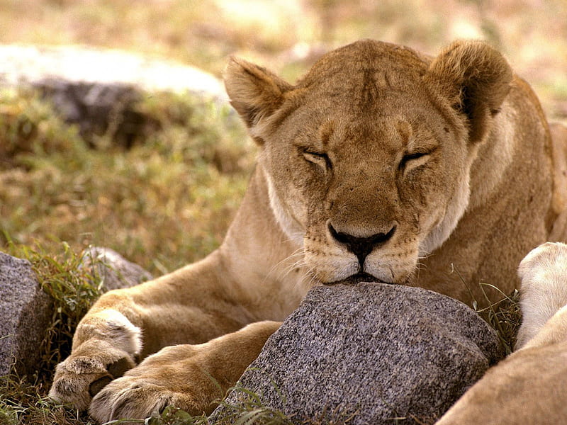 Lion Of The Serengeti, the serengeti, african lion, serengeti lions, HD wallpaper