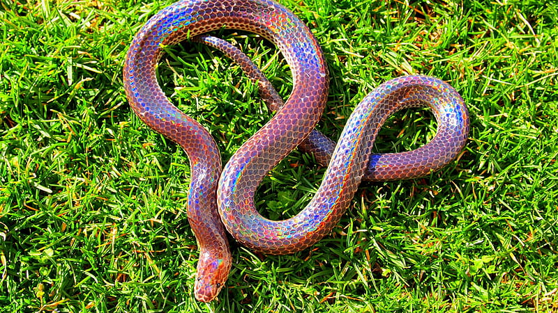 / Sunbeam snake, Myanmar, southern China, Philippines, green grass, holographic, amazing, skin, tourism, Pink Snake, HD wallpaper