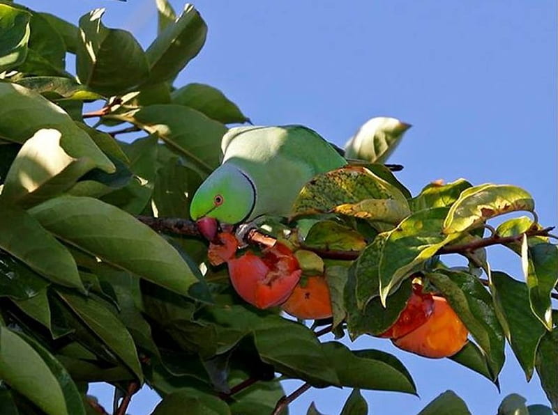 Rose Ringed Parakeet, parakeet, bird, eating fig, fig tree, HD wallpaper