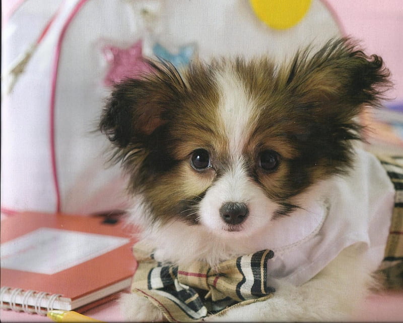 Puppy, cute, paws, cannie, dog, HD wallpaper
