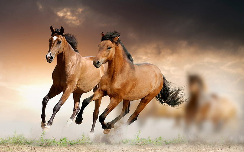 Wild horses, brown, grass, clouds, storm, weather, horses, plain, dusty, neutral, wild, prairie, animals, HD wallpaper