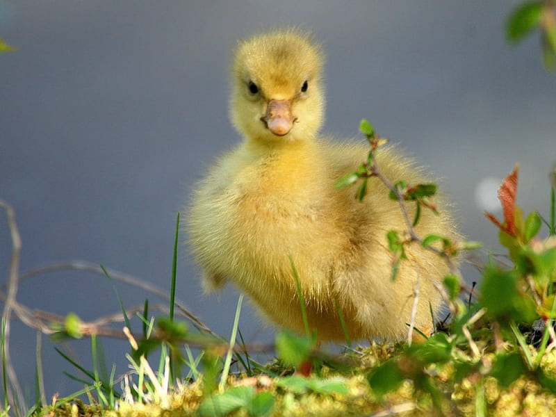 Little duckling, duck, bird, adorable, spring, duckling, HD wallpaper