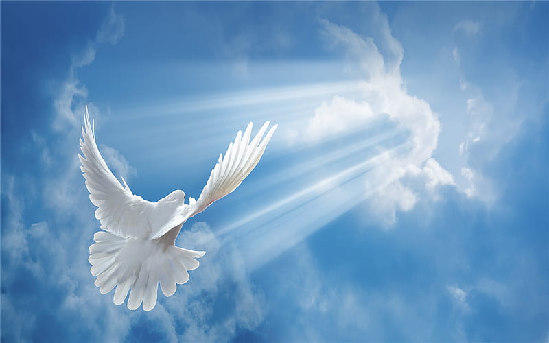 Heavenly Return, bird, rays, heavenly, heaven, dove, white, clouds, blue, HD wallpaper