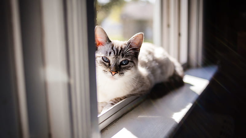 White Eyes Cat Is Lying Down On Wall Window Cat, HD wallpaper
