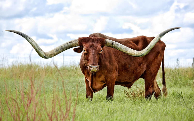 Texas Longhorn, wildlife, meadow, Bos taurus, Longhorn, HD wallpaper