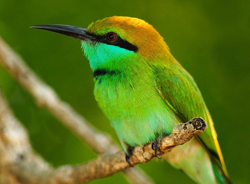 Little Neon Green Bird, colorful, beek, bird, green, orange, bright, neon, branch, HD wallpaper