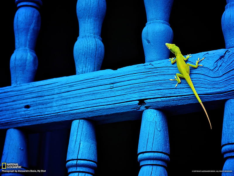 Lizard Cuba-National Geographic, HD wallpaper