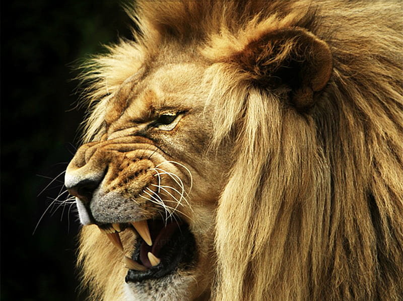 León, rey, animales, leones, Fondo de pantalla HD | Peakpx