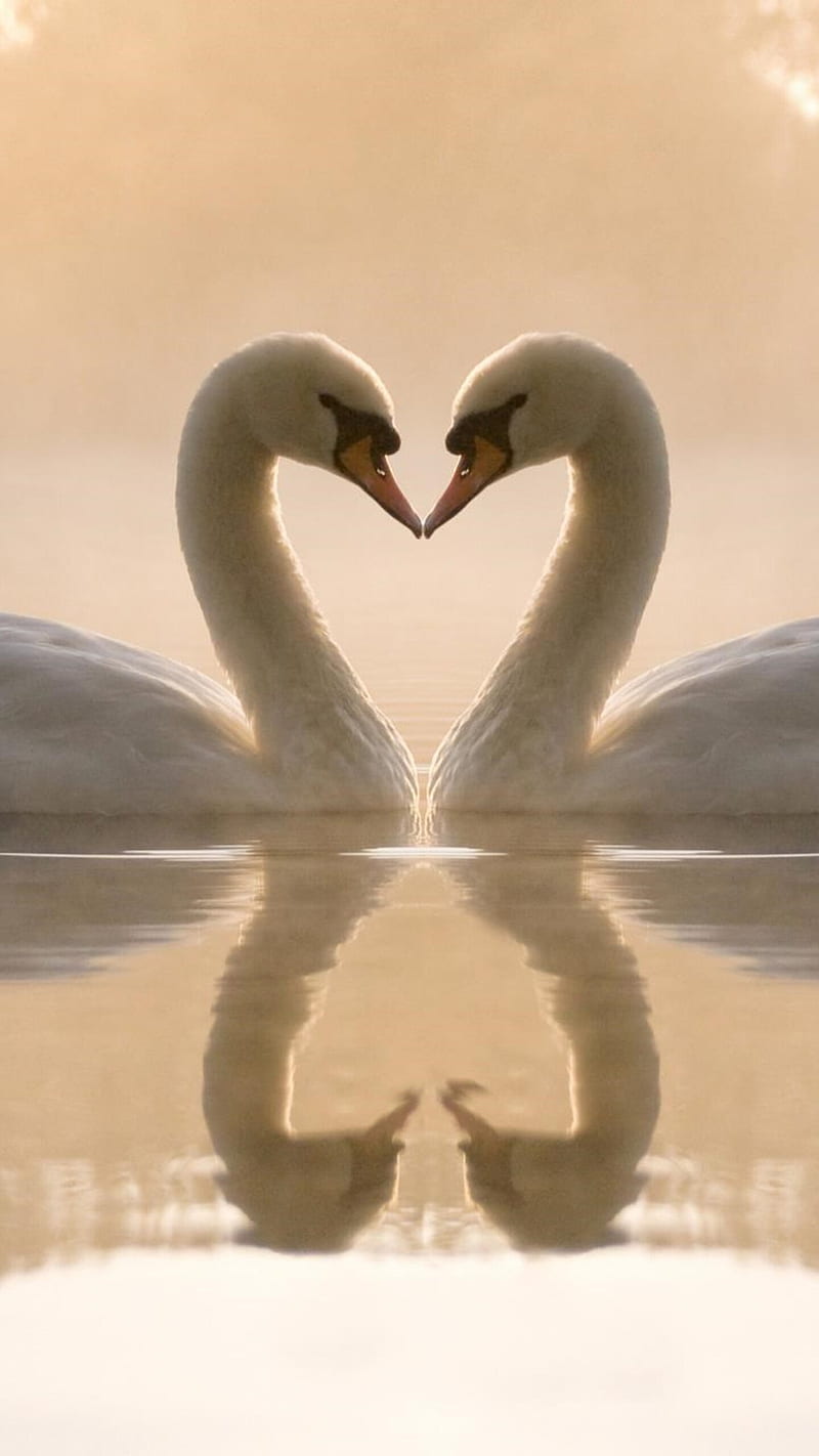 Mute swan , bird, love birds, love, heart, romantic, reflection, HD phone wallpaper