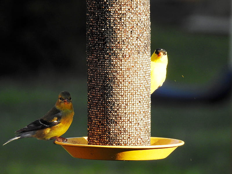 Two Of A Kind, Feeder, graphy, American Goldfinch, Animals, Birds, HD wallpaper