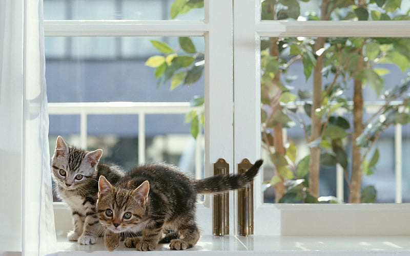 cute kittens, friends, cute animals, pets, cats, american cats, HD wallpaper