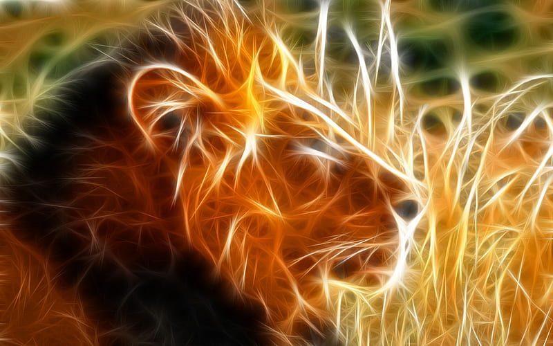 African Lion, lion, african, HD wallpaper
